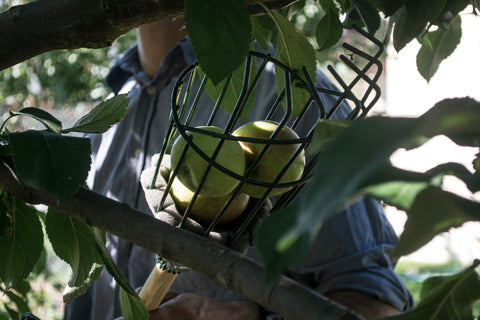Duncan harvesting summer backyard apples with the apple picker.