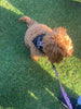 Dog Bandana Bib ~ Your choice of Fabric ~ Slips over Collar