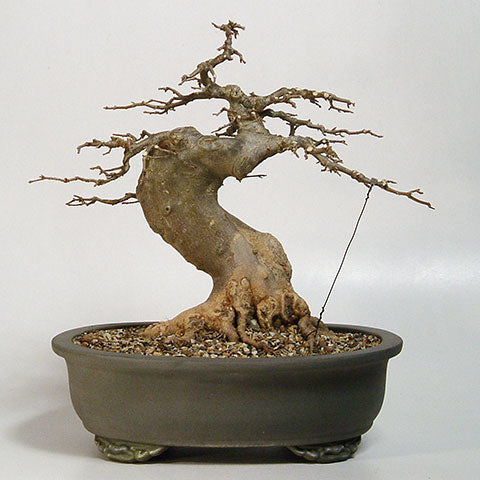 Chinese maple bonsai primary branch structure