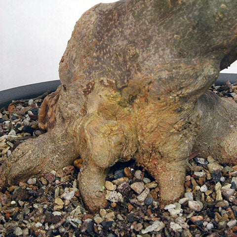 Grafting roots onto Chinese maple bonsai