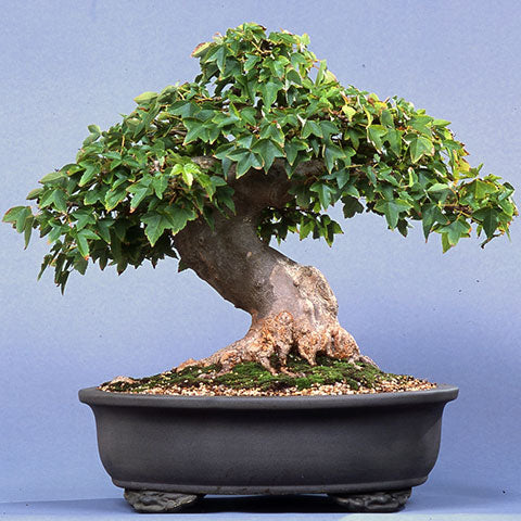 Chinese maple Toen bonsai container
