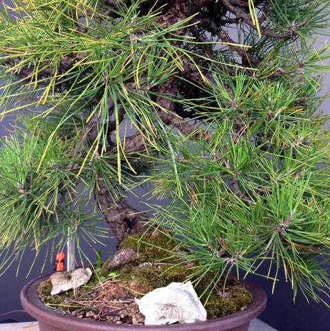 using bonsaiboost on pines