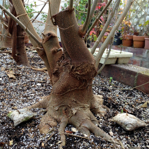 Field growing bonsai
