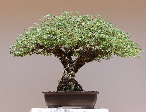 Freddie Bisschoff acacia bonsai
