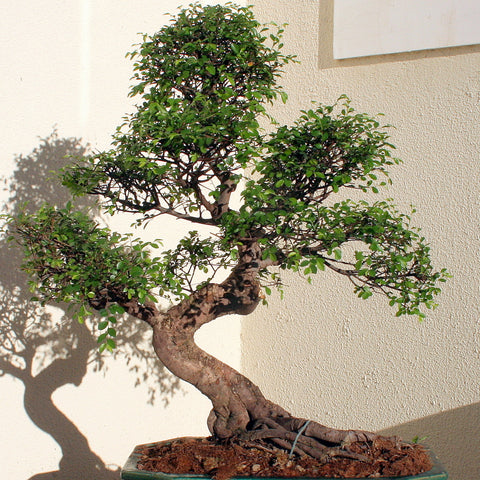 Chinese elm bonsai tree makeover