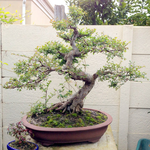 Chinese elm bonsai tree makeover