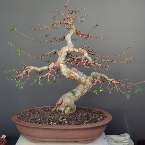 Chinese elm bonsai tree makeover