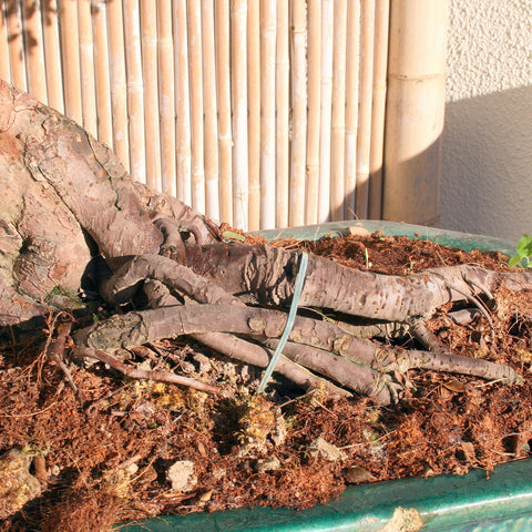 Chinese elm bonsai tree makeover roots