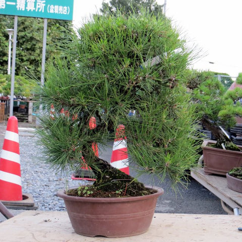 Japanese black pine unstyled