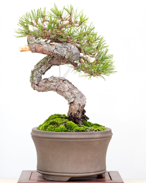 japanese red pine after styling
