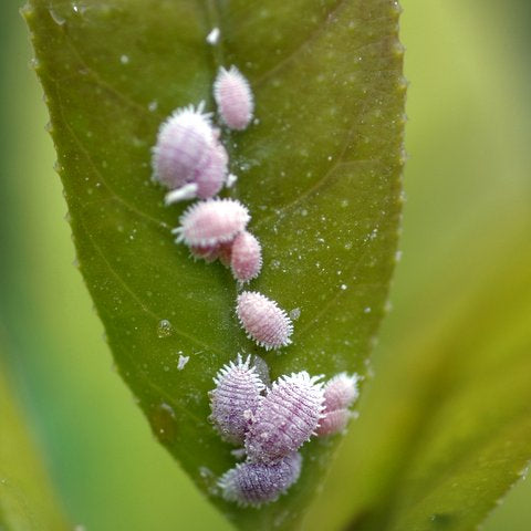 Mealy bugs on bonsai lime sulphur