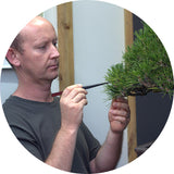 Terry Erasmus bonsai