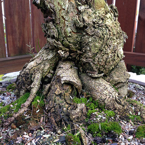 Surface roots of acacia bonsai tree