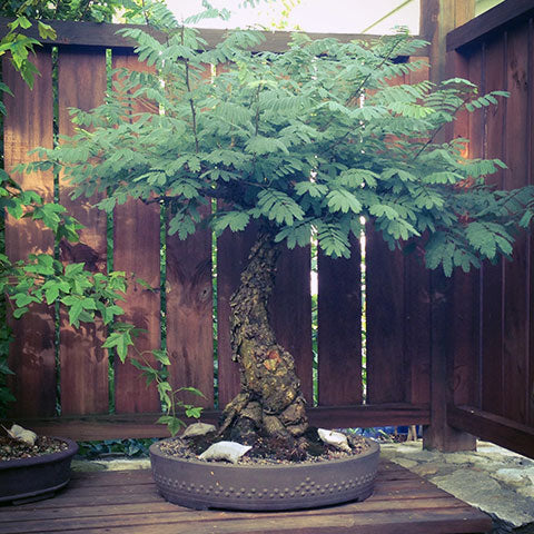 Pruning acacia bonsai trees