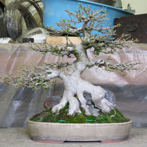 aichien chinese maple bonsai tree