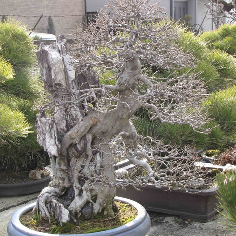 aichien master bonsai chinese maple
