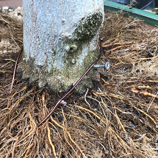 anchoring the bonsai tree