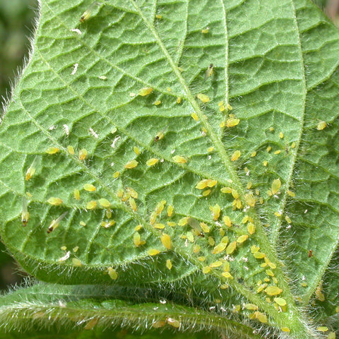 aphids bonsai trees treatment