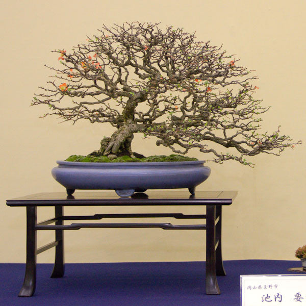 Flowering quince bonsai trees