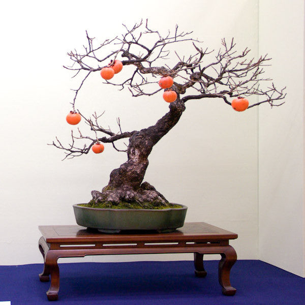 Persimmon tree bonsai
