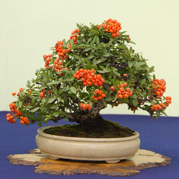 Firethorn bonsai tree