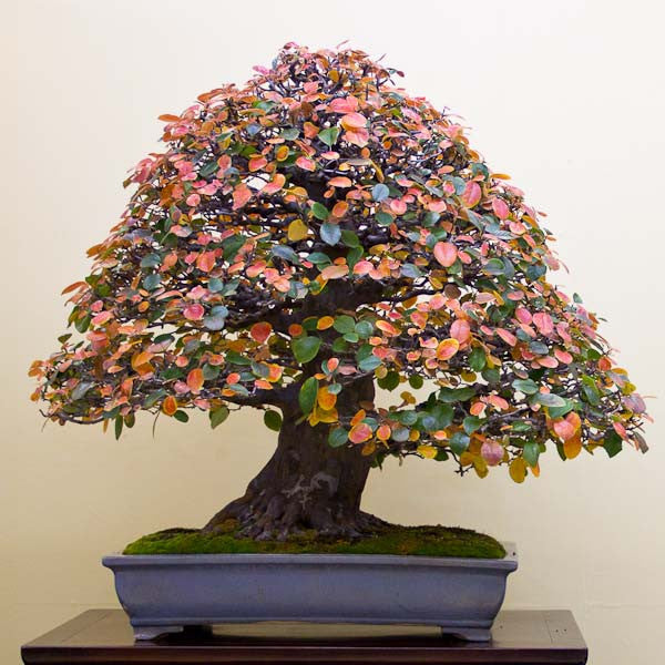 Chinese quince bonsai tree