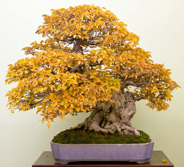 Hornbeam bonsai tree