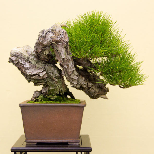 Contorted Japanese pine bonsai trees