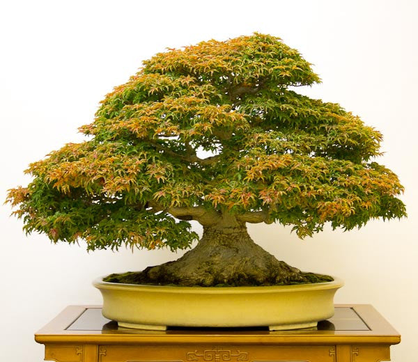 Shishigashira bonsai maple