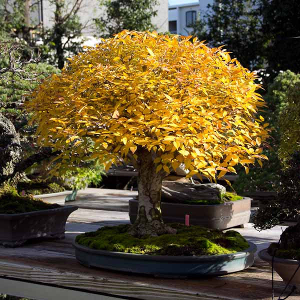 Japanese zelkova bonsai tree