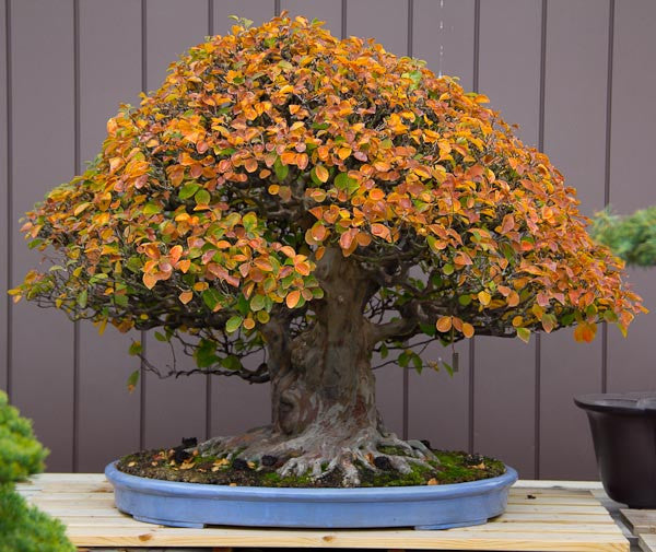 Chinese quince bonsai