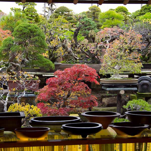 Shunkaen bonsai trees