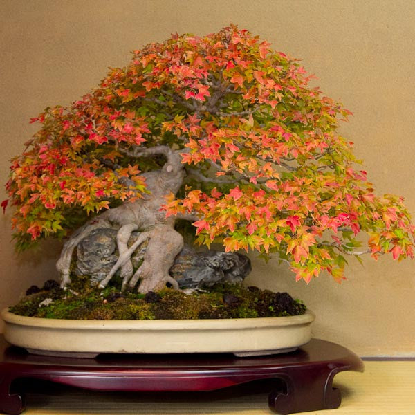 Chinese maple bonsai