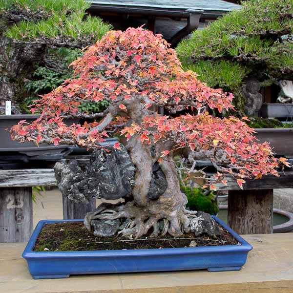 Chinese maple root over rock bonsai