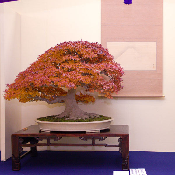 Japanese maple bonsai tree