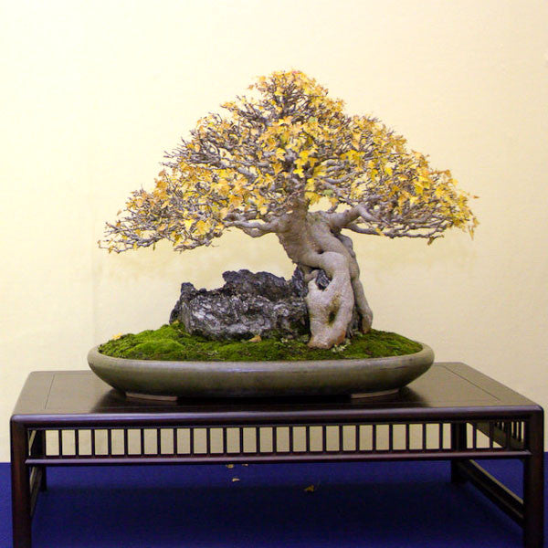 Chinese maple bonsai tree