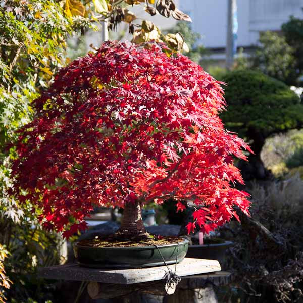 Red leafed japanese maple bonsai