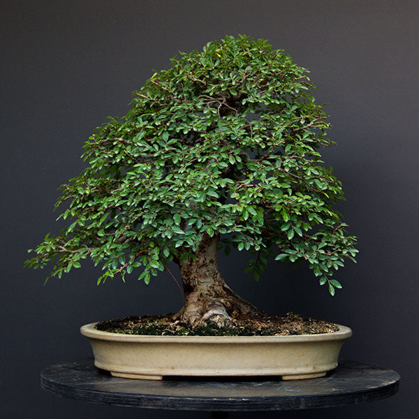 Chinese elm bonsai back view