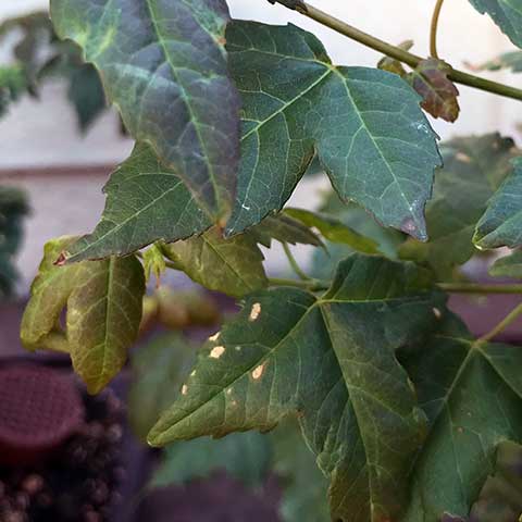 anthracnose bonsai trees