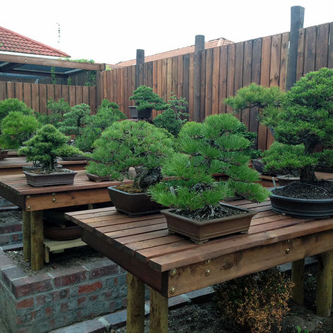 Grouping bonsai trees