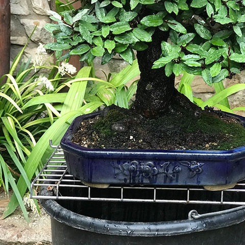 Water saving bonsai