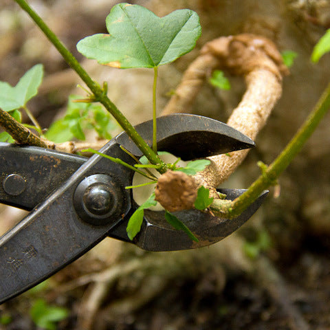 Removing branches with a branch cutter