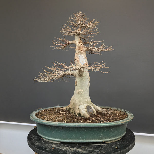 Hackberry bonsai tree side view 2