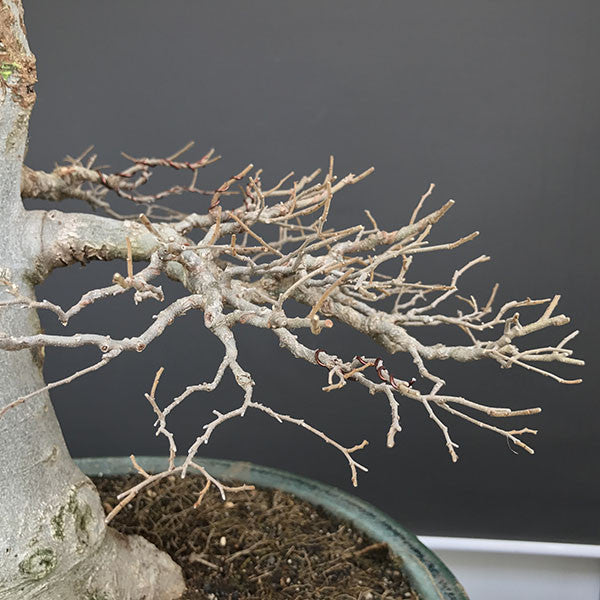 Hackberry bonsai tree foliage pads