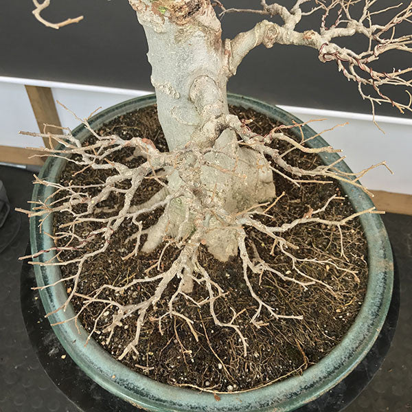 Hackberry bonsai tree foliage pad top view