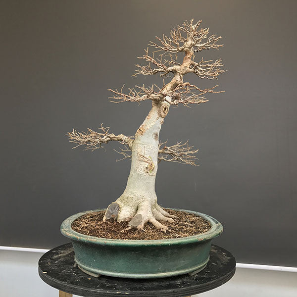 Hackberry bonsai tree side view 2