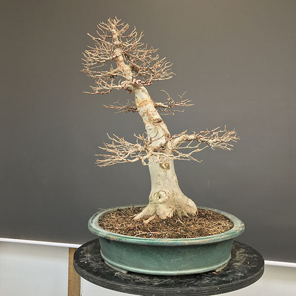 Hackberry bonsai tree side view