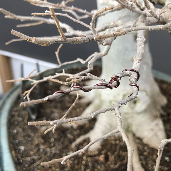 Wiring hackberry bonsai trees