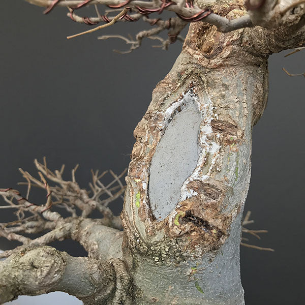 Hackberry bonsai tree large wound