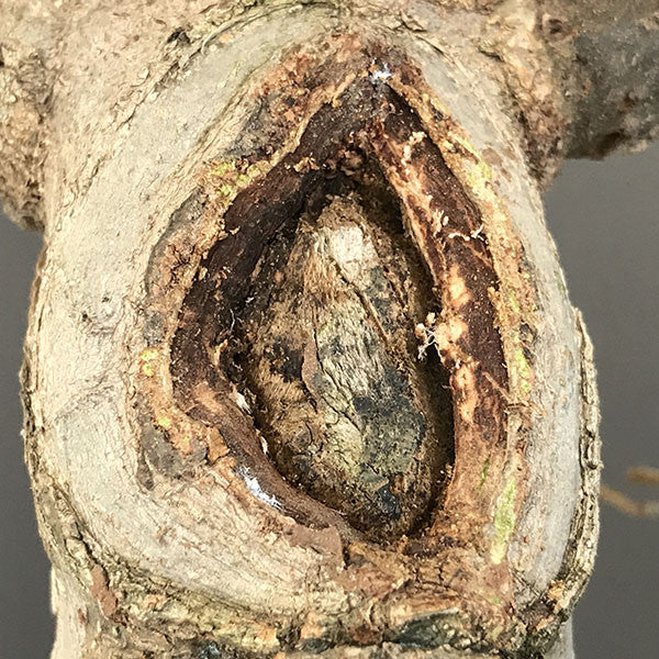 Hackberry bonsai tree wound treatment